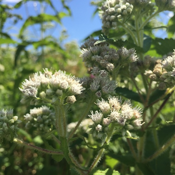 Meet your Posher, Maggie - Picture 1 of 1